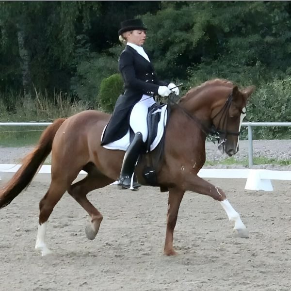Judith Reuber, Inhaberin des Reitstall Teuterhof, reitet bei einer Dressurprüfung. Sie trägt Dressurkleidung und reitet ein braunes Pferd.