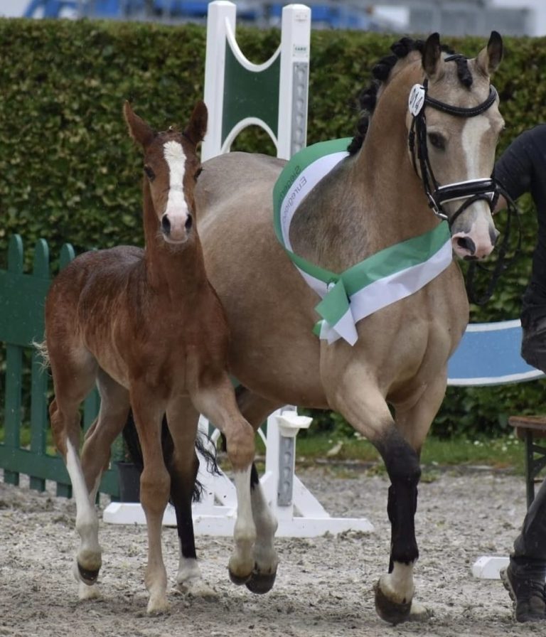 Ein Fohlen aus der Zucht des Reitstall Teuterhof läuft neben seiner Mutter. Sie sind auf einer Fohlenschau in Aachen.
