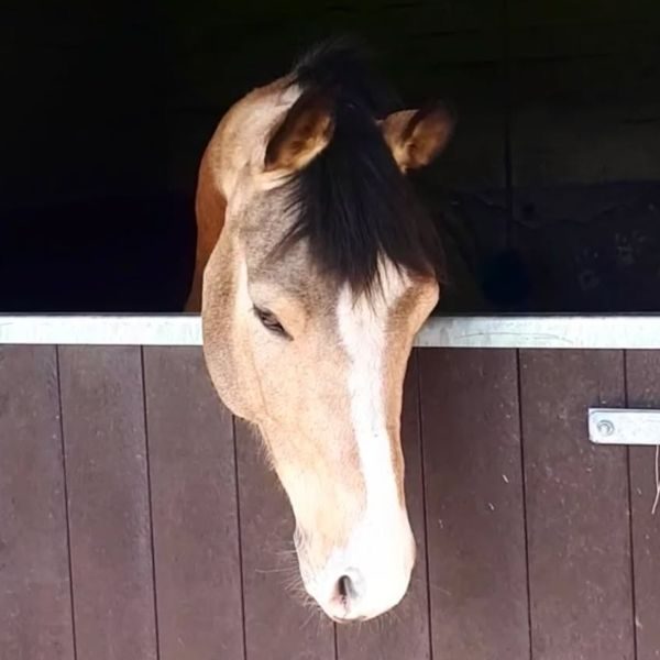 Pferd am Reitstall Teuterhof guckt auf einer Pferdebox raus. Es ist braun und hat eine Blesse.